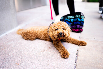golden doodle puppy sitting on the floor