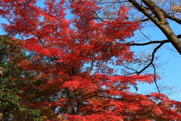 Fototapeta na wymiar Japanese maple in autumn - Tokyo, Japan
