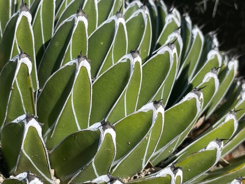 Close-up of an agave pintilla cactus plant's leaves
