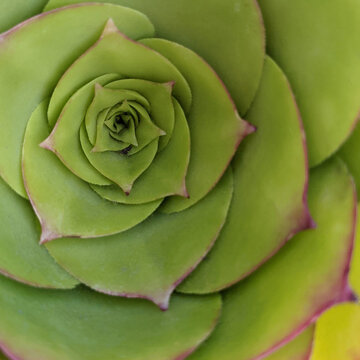 Full-frame close-up of an aeonium plant's leaves, taken in Monterey, CA