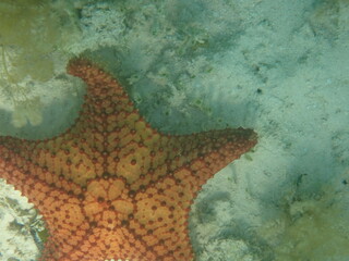 Cushion Sea Star Bahamas