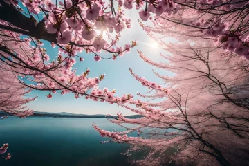 Fotobehang A cherry blossom tree in full bloom with delicate pink petals falling. © Muhammad