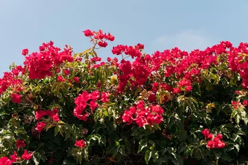 Tuinposter Bougainvillea growing on a wall  © Leslie Rodriguez