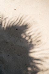 footprints and palm tree shadow in the sand