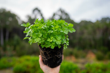 female farmer in an agriculture field holding a grass plant in the rain in australia