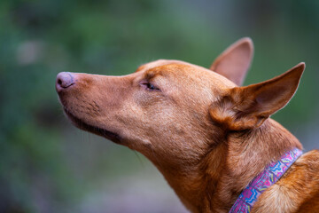 kelpie dog off lead in the bush in a trail in australia