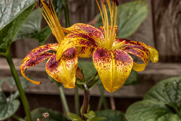 Macro shot of blooming lilies taken at night.