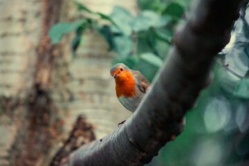European Robin (Erithacus rubecula)