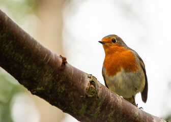 European Robin (Erithacus rubecula)