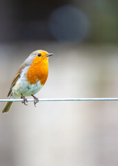 European Robin (Erithacus rubecula)