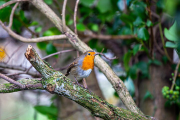 European Robin (Erithacus rubecula)