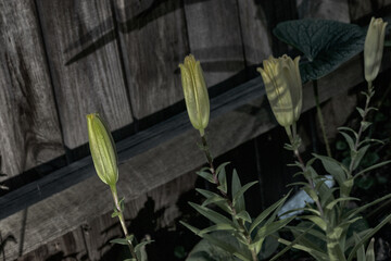 Macro shot of blooming lilies taken at night.