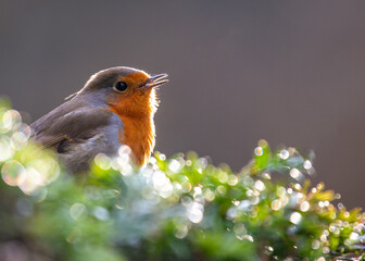 European Robin (Erithacus rubecula)