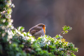 European Robin (Erithacus rubecula)