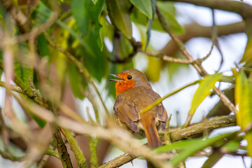 European Robin (Erithacus rubecula)