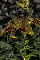 Macro shot of blooming lilies taken at night.