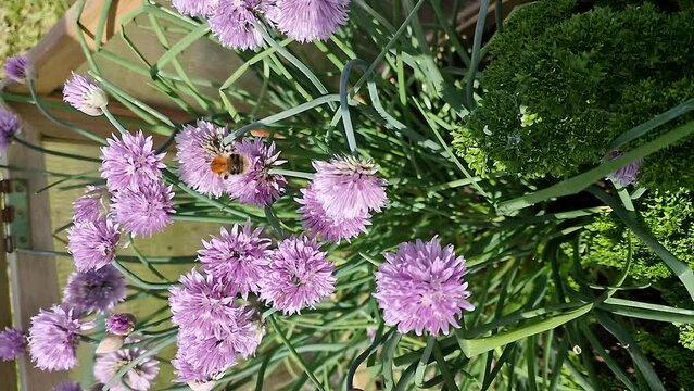 Bumble bee examining the chive flowers
