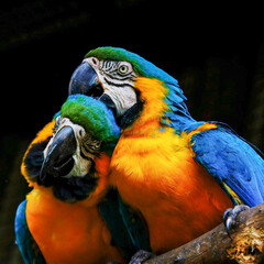 blue and yellow macaw © Arthur