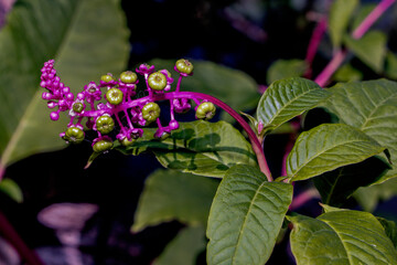 Western pokeweed; belongs to the Phytolaccaceae family