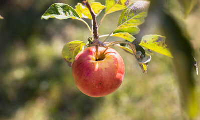 Red sweet apple on branch