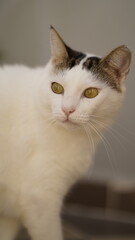 portrait of a cat with a eyes