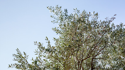 Olive tree branches against the blue sky. Green olive tree against blue sky. View from below.