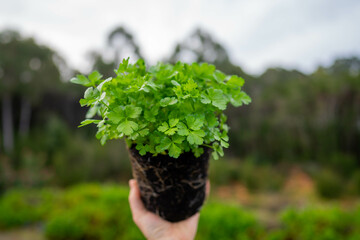 farmer holding parsley plant in there garden