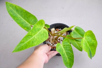 Hand holding a pot of Philodendron Painted Lady. Top view.