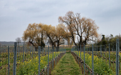 Fototapeta premium Trees behind rows of grapevines and flowers in a vineyard on a cloudy spring day in Germany.