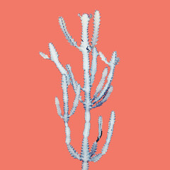 Euphorbia lactea, White Ghost in Blue Tone Color on Pink Background, Creative Colorful Summer...