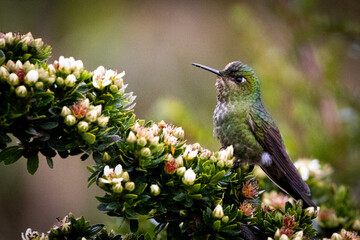 Nombre cientifico: Metallura Williami Nombre en ingles:Viridian Metaltail  Foto tomada en El Recreo, páramo del Ruiz.   fotospajaros  avescolombia  avescolombianas  photosaves  naturalezaviva  avifa © Santiago