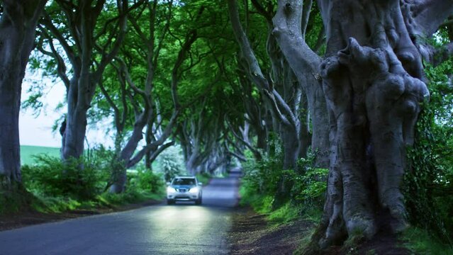 Dark Hedges  with car driving through at dawn