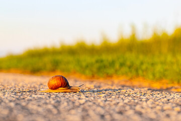 a snail with a shell crawls along the road.