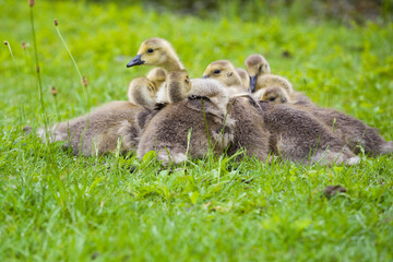 Baby Canada Geese.