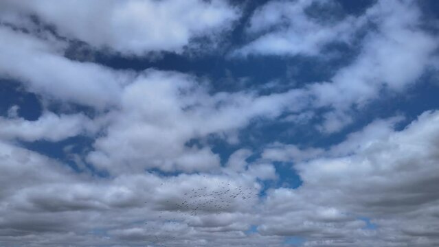 Bird flock patchy cloud cover.