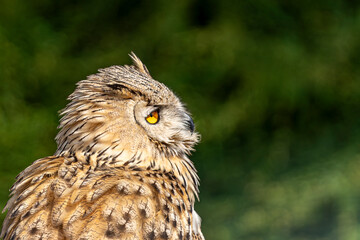 Portrait d'un hibou moyen-duc