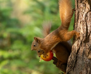 Two scottish red squirrels sharing an apple together on the branch of a tree in the woodland