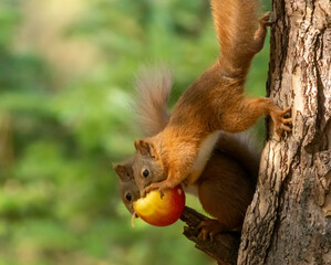 Two scottish red squirrels sharing an apple together on the branch of a tree in the woodland