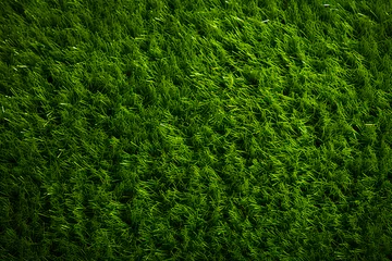 Foto auf Acrylglas Gras artificial grass 