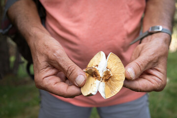 Old man in a salmon shirt and grey trousers with a watch in his wrist, showing an open rotten mushroom in Pyrenees in autumn