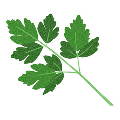 Food Vegetable Seasoning Ingredients Parsley Hand Drawn Illustration Decoration elements