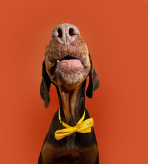 Funny portrait doberman dog close-up celebrating halloween, carnival or birthday, wearing a yellow...