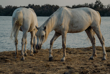 herd of horses