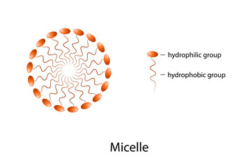 A micelle or micella is an aggregate of surfactant amphipathic lipid molecules dispersed in a liquid, forming a colloidal suspension
