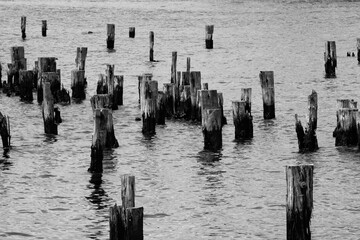 Old Pier Posts in Sea Water
