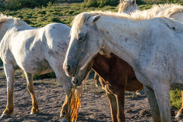 Obraz na płótnie Canvas Wild White horses 
