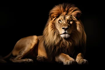 Foto op Canvas lion on black background looking directly at the camera © idaline!