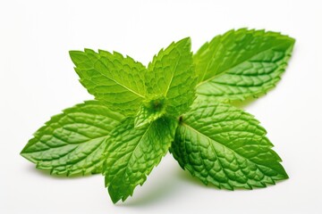 Clean and Fresh Spearmint Leaf on White Background