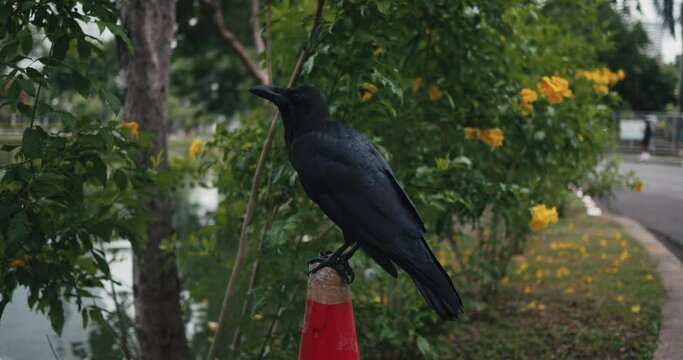 Black Crow on a pole and then flies away in a city park. Wild bird close up. Crow bird corvus corax