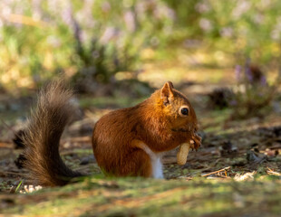 Cute scottish red squirrel eating a nut in the forest